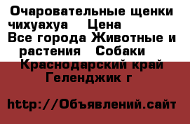 Очаровательные щенки чихуахуа  › Цена ­ 25 000 - Все города Животные и растения » Собаки   . Краснодарский край,Геленджик г.